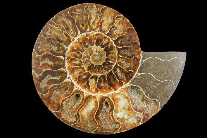 Cut & Polished Ammonite Fossil (Half) - Madagascar #158014